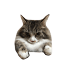 ウェジー猫（個別スタンプ：20）
