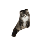ウェジー猫（個別スタンプ：21）