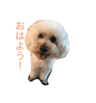 プードルの日常会話（個別スタンプ：1）