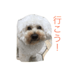 プードルの日常会話（個別スタンプ：2）