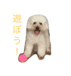 プードルの日常会話（個別スタンプ：6）