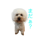 プードルの日常会話（個別スタンプ：8）