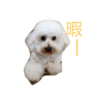 プードルの日常会話（個別スタンプ：11）