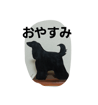 アフガンハウンド4（個別スタンプ：4）