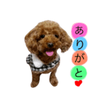プードルのちゃお（個別スタンプ：8）