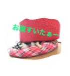 しろごまさん（個別スタンプ：1）