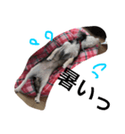 しろごまさん（個別スタンプ：2）