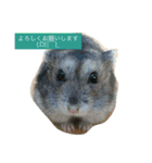 はむ漬け（個別スタンプ：13）