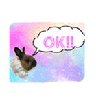 ラパンフレンズ（個別スタンプ：13）
