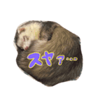 きゅんフェレット。（個別スタンプ：4）