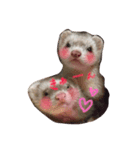 きゅんフェレット。（個別スタンプ：8）