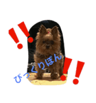 アッコ＆れんれん（個別スタンプ：2）