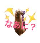アッコ＆れんれん（個別スタンプ：3）