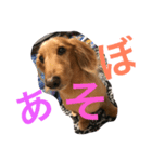 アッコ＆れんれん（個別スタンプ：5）