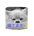 チワワの独り言（個別スタンプ：1）