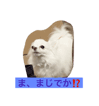 チワワの独り言（個別スタンプ：3）