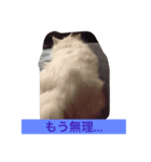 チワワの独り言（個別スタンプ：4）