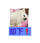 チワワの独り言（個別スタンプ：5）