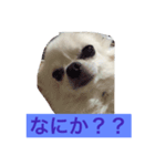 チワワの独り言（個別スタンプ：6）