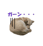 チロソラ1（個別スタンプ：2）