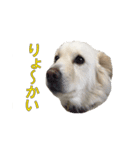 チロソラ1（個別スタンプ：3）