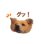 チロソラ1（個別スタンプ：4）