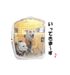 チロソラ1（個別スタンプ：6）