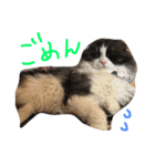 いなり（個別スタンプ：5）