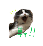いなり（個別スタンプ：8）