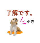 小寺さん用の名前スタンプ・子犬イラスト（個別スタンプ：4）