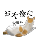 飼われてる猫 第2段（個別スタンプ：22）