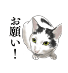 飼われてる猫 第2段（個別スタンプ：30）