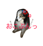じゃきおくんとまぷたろう（個別スタンプ：8）