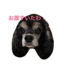 愛犬 りおん スタンプ（個別スタンプ：3）