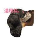 愛犬 りおん スタンプ（個別スタンプ：6）