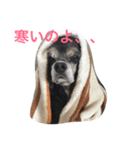 愛犬 りおん スタンプ（個別スタンプ：7）