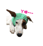 Jack Russell Terrier SO Cute（個別スタンプ：1）