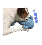 Jack Russell Terrier SO Cute（個別スタンプ：2）