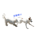 Jack Russell Terrier SO Cute（個別スタンプ：4）