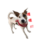 Jack Russell Terrier SO Cute（個別スタンプ：5）