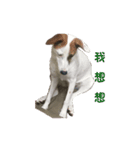Jack Russell Terrier SO Cute（個別スタンプ：6）