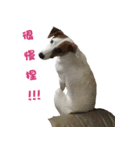 Jack Russell Terrier SO Cute（個別スタンプ：8）