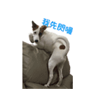 Jack Russell Terrier SO Cute（個別スタンプ：9）