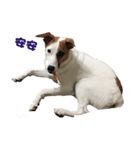 Jack Russell Terrier SO Cute（個別スタンプ：10）
