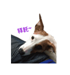 Jack Russell Terrier SO Cute（個別スタンプ：11）