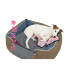 Jack Russell Terrier SO Cute（個別スタンプ：12）