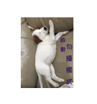 Jack Russell Terrier SO Cute（個別スタンプ：13）