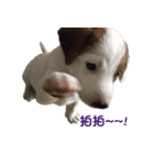 Jack Russell Terrier SO Cute（個別スタンプ：14）
