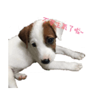 Jack Russell Terrier SO Cute（個別スタンプ：15）