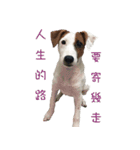 Jack Russell Terrier SO Cute（個別スタンプ：16）